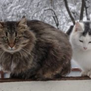 Two Cats Rescued From Bad Conditions Become Best Friends