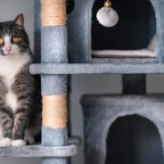 Up High or Hiding in a Nook: Is Your Cat a Tree Dweller or a Bush Dweller?