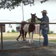 Veterans Struggling With Mental Health Turn To Horse Therapy To Help Them Heal