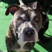 Volunteer Dog Walker Helps Pit Bull Who Has Spent The Past Five Years In Shelter Find Loving Home