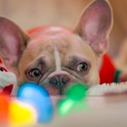 Want a silent night at your animal shelter this season? Try holiday fostering!