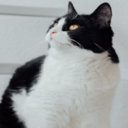 Watch This Cat React To A Printer With Funny Dodge Moves