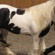 Watch This Horse And His Trainer Perform A Dance Challenge