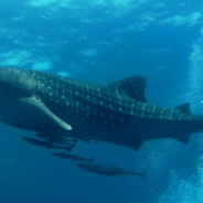 Whale Shark Swims Up To Boat And Gives Dog A Kiss