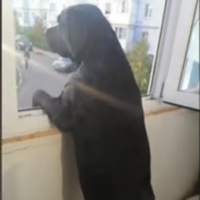 Wild Bird Flies Into House And Cuddles Up With The Dog