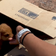 Woman Finds Box Of Puppies In 110-Degree Desert