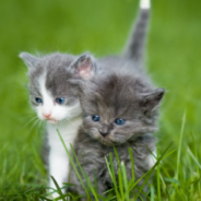 Woman Jumps In River To Save Newborn Kittens Discarded In Plastic Bag