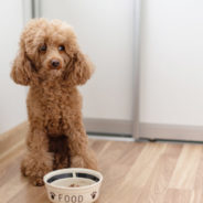 10 reasons why dogs and cats lose their appetite