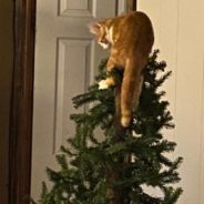 15 Pictures of Your Cats Conquering Christmas Trees