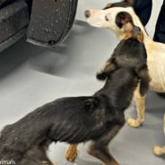 $15K Reward Offered To Find Cruel Person Who Left Two Emaciated Dogs On Side Of The Road