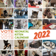 2022 Neonatal Kitten Nursery Calendar Contest!