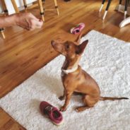 3 Games to Play to Help with Dogs Who Steal