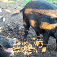 3 Little Pigs Were Stuck In A Flood But Help Was On The Way