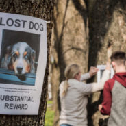 3 ways to get your community’s help finding a missing pet