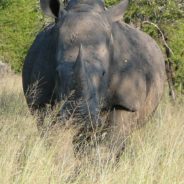 30 White Rhinos Airlifted 2,000 Miles In Largest Rhino Relocation Mission Ever