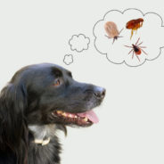 5 common ingredients to repel fleas and ticks