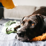 5 things you can do to ease pet anxiety