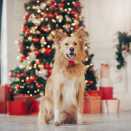 6 things to consider before gifting a dog for Christmas