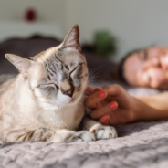 A veterinary view on the benefits of cat pheromones