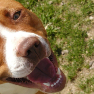 Adopted Dog Knows He’s Getting A Forever Home And He Can’t Contain His Excitement