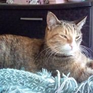 Adorable Cat Demands That the Kitchen Cabinets Be Open Every Night