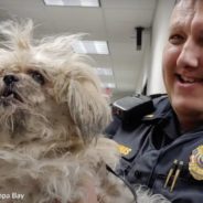 After Being Told Her Senior Dog Couldn’t Fly, Cruel Owner Abandons Him At The Airport