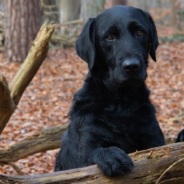 After Living In The Forest For Two Months, This Dog Was Reunited With Her Family