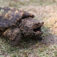 Alligator Snapping Turtle Considered For Endangered Species List Due To Drastic Decline In Population