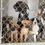 America’s Animal Shelters are in Crisis. 6 Things You Need to Know