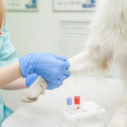 An effective cancer screening method for dogs