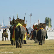 Annual Festival Of Elephant Abuse Continues In Thailand