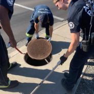 Arizona Firefighters Help Rescue Kitten Trapped In Sewer Drain For A Week