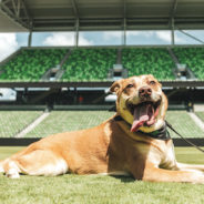 Austin FC and Austin Pets Alive! Announce Honorary Mascot Partnership