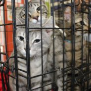 Austin Pets Alive! Receives 63 Pets from San Angelo, Texas