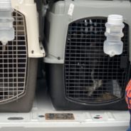 Austin Pets Alive! Sends Nearly 100 Pets to Safety in Boston Area