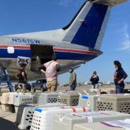 Austin Pets Alive! Transports 70 Dogs to Sunny Florida