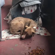 Battered Dog Found Hiding On A Porch Can’t Get Enough Hugs And Cuddles