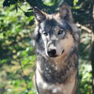 Beloved Gray Wolf Who Made Headlines For Traveling Through California Has Died