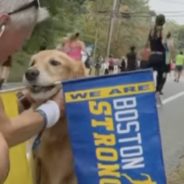 Beloved Marathon Cheer Dog, Spencer, Diagnosed With Terminal Cancer