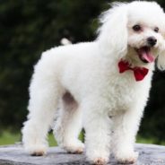 Blind Senior Dog Dumped at Shelter Finds Happiness in His Golden Years