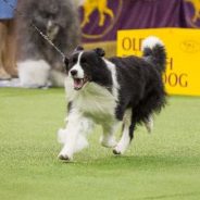 Border Collie