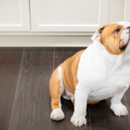 Bulldog Confuses Owner’s Finger For A Chicken Nugget In Hilarious Video