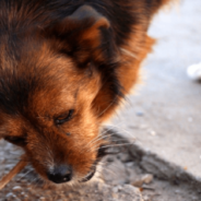 Butcher Helps Stray Dogs By Leaving Leftovers Outside