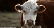 Calf Escapes From New York Slaughterhouse And Finds Forever Home At Animal Sanctuary