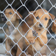 Canine Breeders Deny Puppies The Playtime They Need For Proper Development