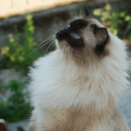 Cat becomes Best Friends With A Fish In The Koi Pond