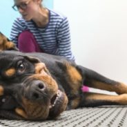 Chiropractic care for canine anxiety