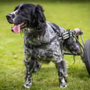 Choosing a wheelchair for a dog with mobility issues