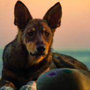 Clever Dog Figures Out How To Carry Four Tires At Once