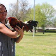 Cock-a-doodle-DO IT! How to Save Former Fighting Roosters